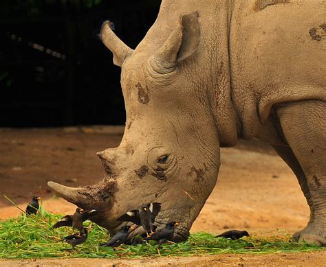 Discover what black and white rhinos eat, how much rhinos eat, and incredible science behind these icons. White Rhino eating birds...hehe | Flickr - Photo Sharing!