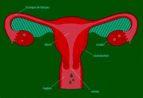 14 Partes Del Aparato Reproductor Femenino  Rimen