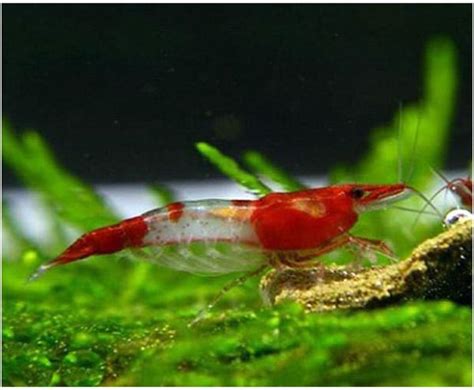 Freshwater Shrimp Rili Red Shrimp Arizona Aquatic Gardens