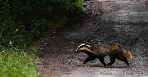 Trusss Decision Badger Culling Will Continue With No Evidence It Works