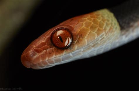 Snake Siphlophis Compressus Photo From Palmari Reserve Flickr