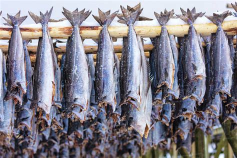 Stockfish On Wood Racks Lofoten Islands Nordland Norway Europe