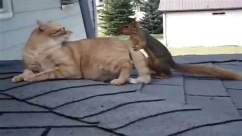 Кошка против белки Cat Vs Squirrels Youtube