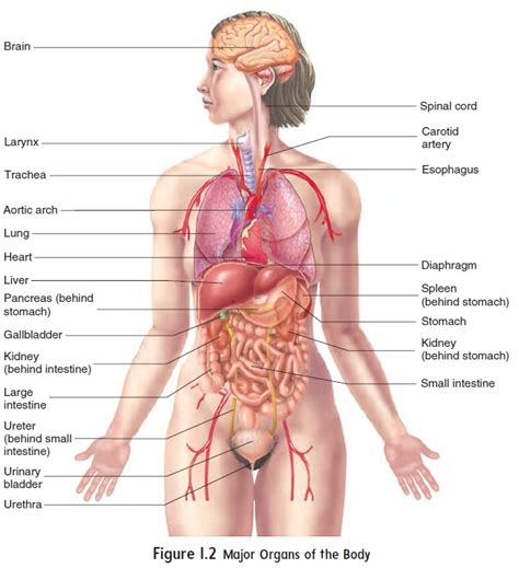Before you begin to study the different structures and functions of the human body, it is helpful to consider its basic architecture; Structural and Functional Organization of the Human Body