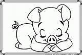Coloring Pigs Pages Baby Piggy Popular sketch template