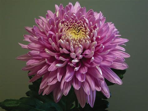 Pandion Pink Chrysanthemum Early Despatch Plants From Woolmans