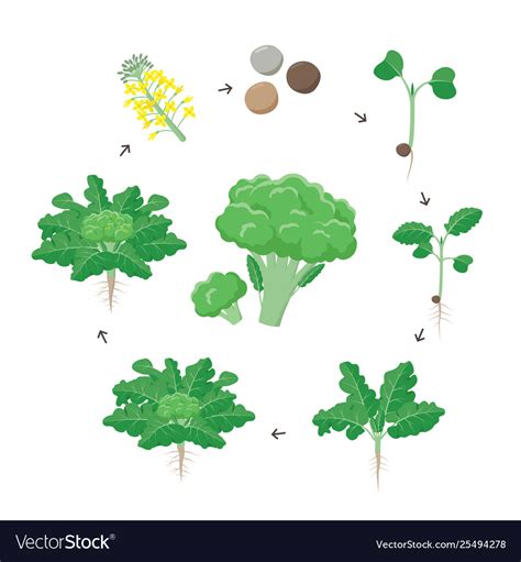 Stages Of Broccoli Growth