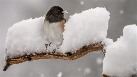How Do Birds Survive The Winter All About Birds All About Birds