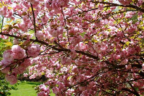 The flowers emerge distinctly before the foliage. Pink Flowering Tree Identification | Pink Flower Trees ...