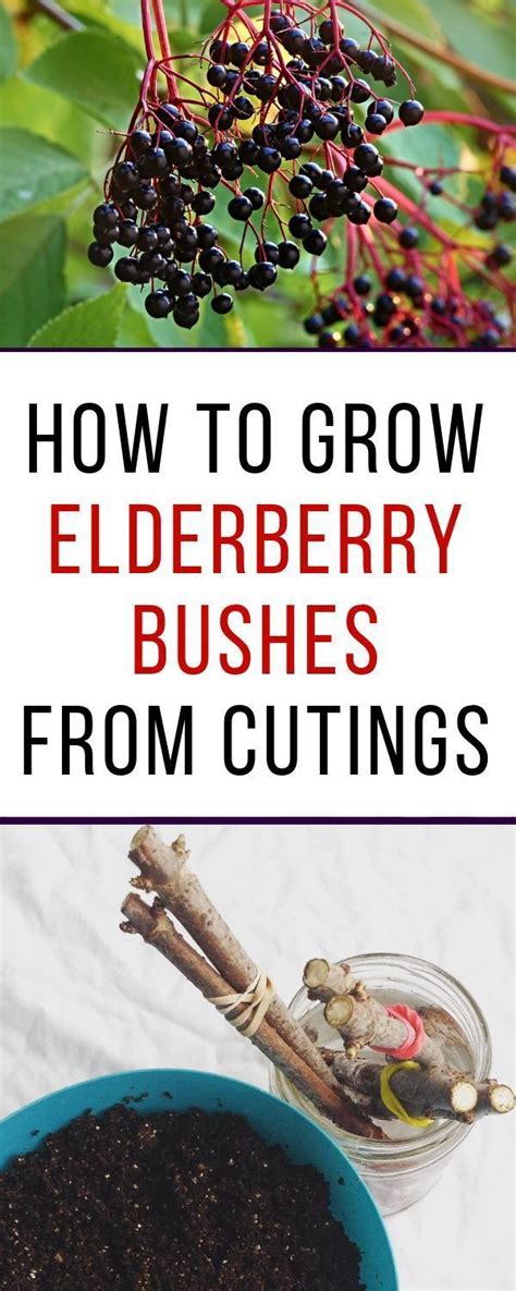 How To Grow Elderberries From Cuttings Elderberry Bush Organic