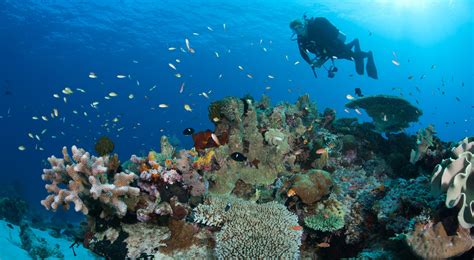 8 Ways You Can Help Save Coral Reefs