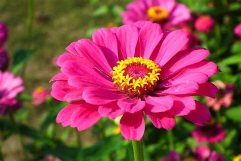 Growing Zinnia Flowers From Seeds Planting Guide Agri Farming