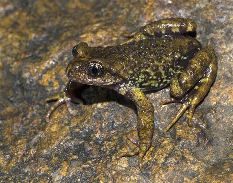 The Tadpole Of A Very Rare Toad Revealed The Australian Museum Blog