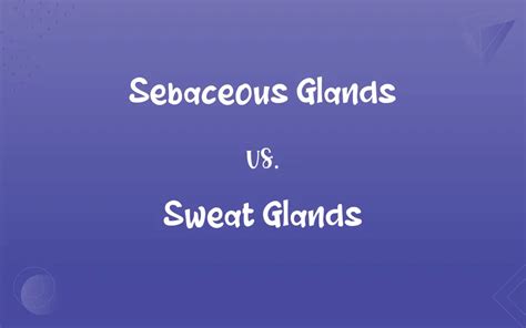 Sebaceous Glands Vs Sweat Glands Whats The Difference