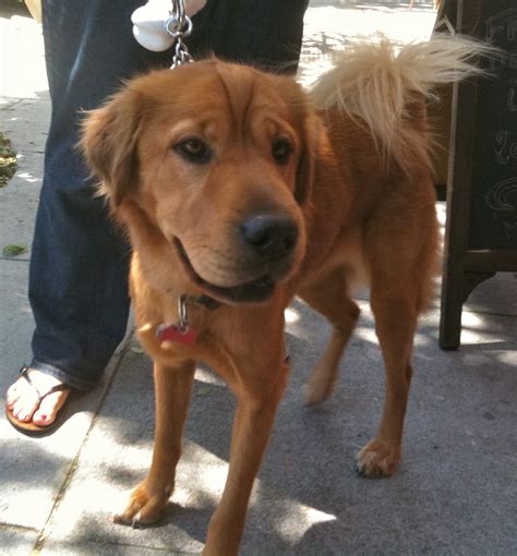 Dog Of The Day Frannie The Shar Peigolden Retriever Mix The Dogs Of