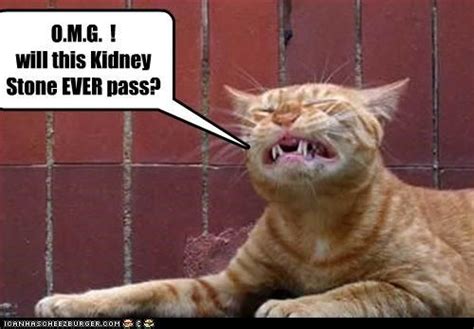 Kidney stones (calculi) are hardened mineral deposits that form in the kidney. 43 best Urology Humor images on Pinterest | Ha ha, Hilarious quotes and Humorous quotes
