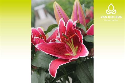 Sunny Grenada Oriental Lily Van Den Bos Flowerbulbs