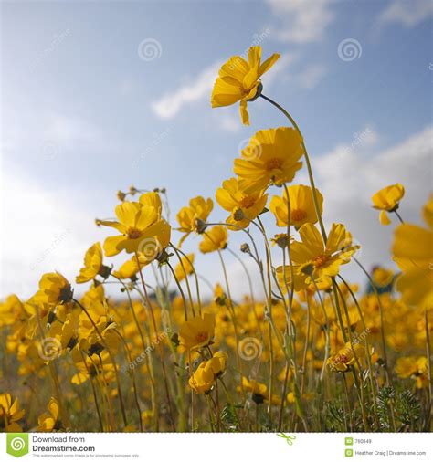 Beautiful Wild Flowers Yellow Square Stock Image Image Of Close