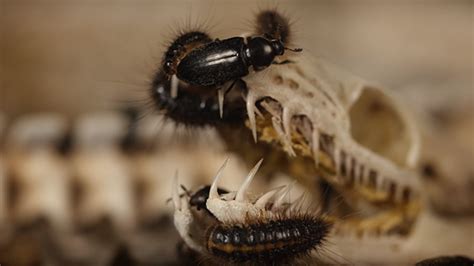 Watch Flesh Eating Beetles Devour Dead Animals Mental Floss