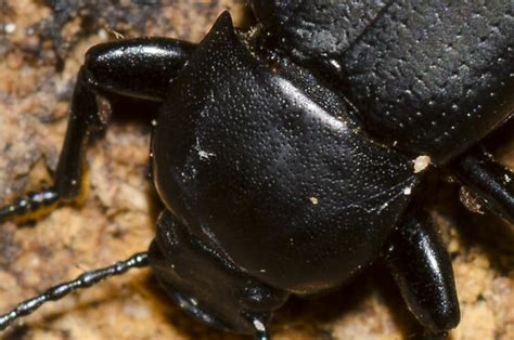 Darkling Beetle Centronopus Opacus Bugguidenet