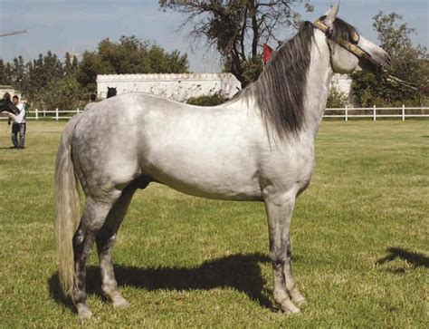 barb horse horses horse breeds animals