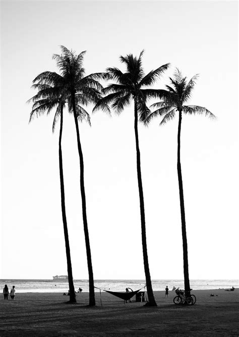 Beach Palm Trees Poster Beach Posters Black And White Posters Palm
