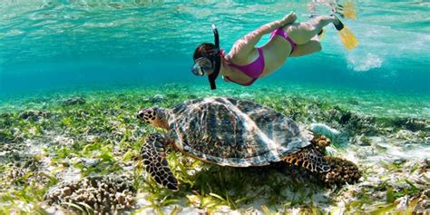 Swim With Turtles In Barbados Leatherback And Hawksbill Plombagine