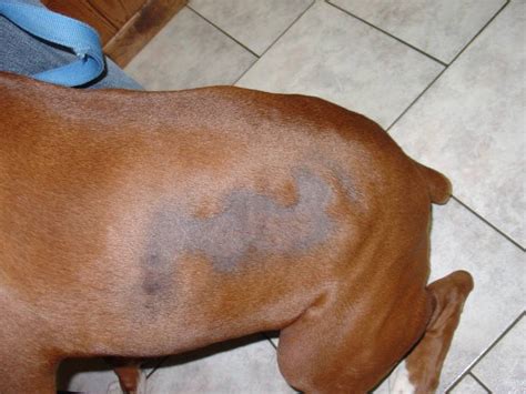 What Black Spots On Dog Skin Means Should You Worry