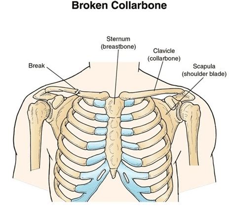Collarbone 101 Collarbone 101