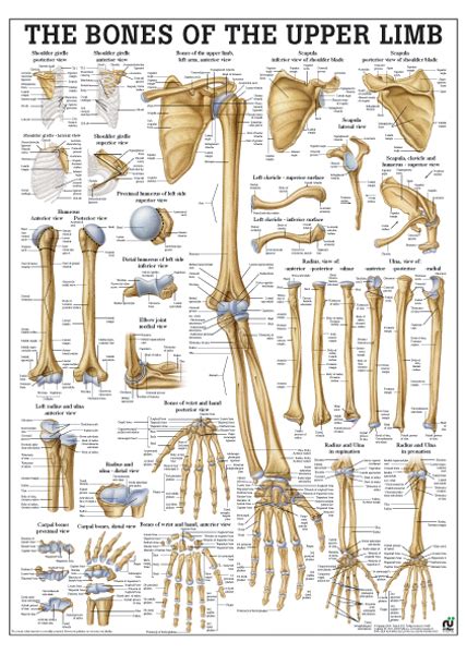 The Bones Of The Upper Limb Anatomical Chart Osta International