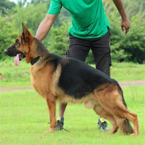 Where Can I Buy A Good German Shepherd Puppy In Bangalore And What Will