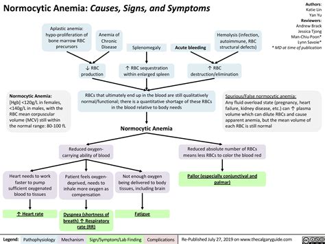 Normocytic Anemia Calgary Guide