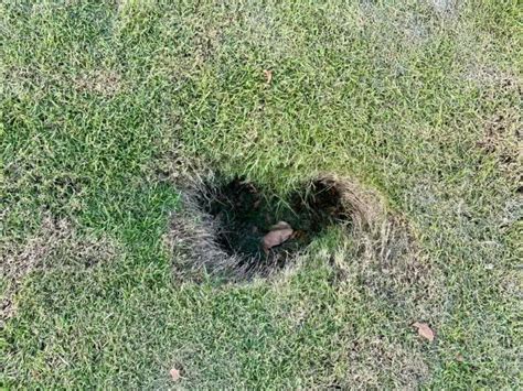 Small Holes In Lawn Overnight Green Garden Tribe