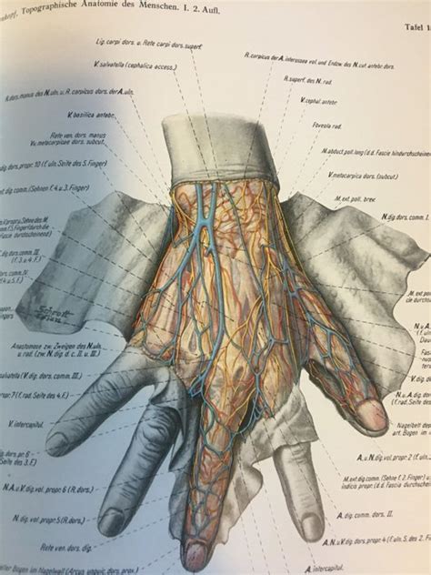 Eduard Pernkopf Topographische Anatomie Des Menschen Catawiki