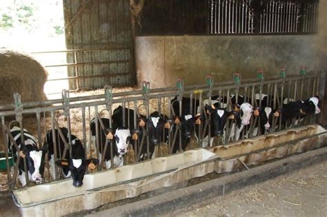 what happens to the calves that are born to a dairy cow quora