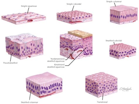 43 Histology Epithelium Glands And Surface Specializations Flashcards