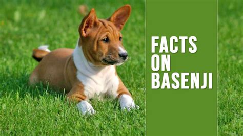 Basenji Unique Dog Breed Information On The Bark Less