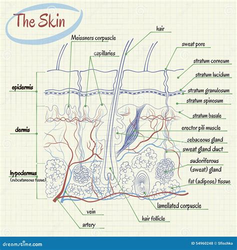 Skin Anatomy Stock Vector Image 54960248