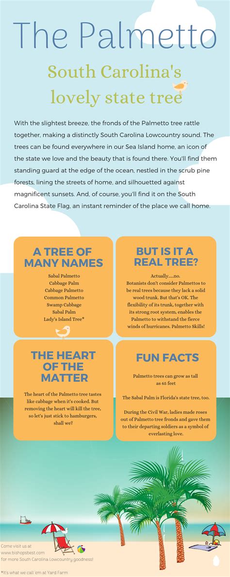 Fun Facts About South Carolinas State Tree South Carolina Palmetto