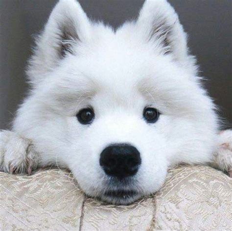 Pin By Lynn Stephenson On Pets Cute Animals Baby Animals Samoyed Dogs