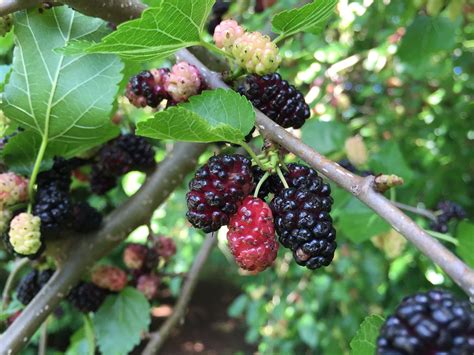 Mulberry, Wild Sweet Fruits and Favored in the Silk Industry - Eat The ...