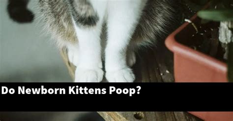 Do Newborn Kittens Poop Explained
