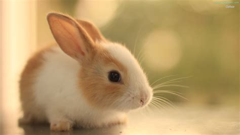 Cute Rabbit Image 4