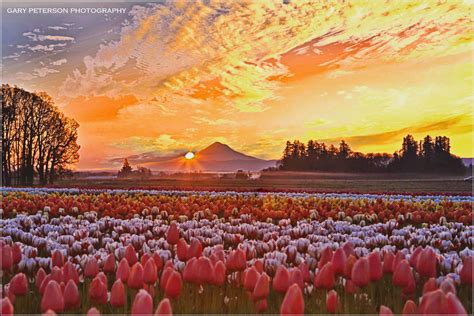 Sunrise Mt Hood Sunrise From The Tulip Fields In Woodbur Oregon