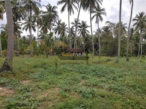 Land Land For Sale In Wariyapola Saleme Lk