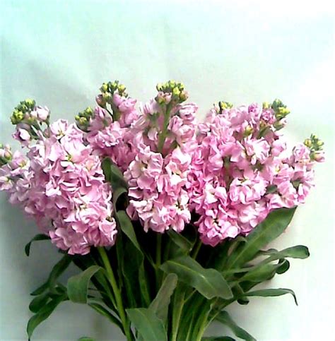 Hot Pink Double Stock Flowers And Fillers Flowers By Category