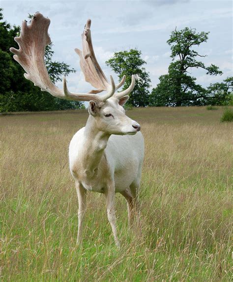 Male White Fallow Deer Photograph By Nigel Downer