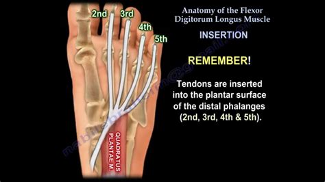Ebraheim's educational animated video describes the anatomy and injury of the flexor tendons of the fingers. Anatomy Of The Flexor Digitorum Longus Muscle - Everything ...