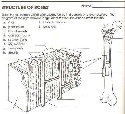 Bone Cross Section Diagram Labeled Osteon Wikipedia Diagram With