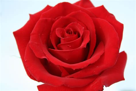 It Is Possible To Grow A Red Rose Anywhere In The World If The Species